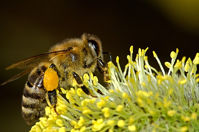 蜂毒はアナフィラキシーショックを引き起こす